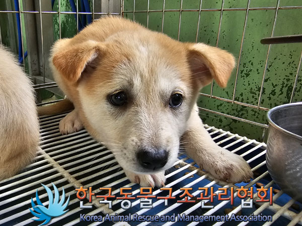 한국동물구조관리협회_441406202300818